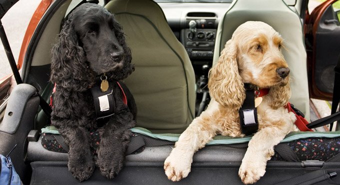 Los Mejores Asientos de Coche para Perros 2019: Mantenga Segura a