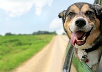 Arnés y cinturón de seguridad de perros para coche – Bruno&Henry