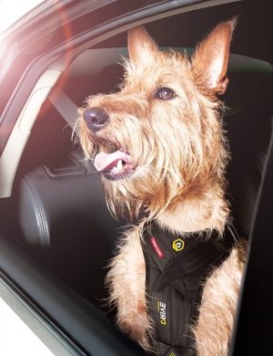 EzyDog Drive Dog Car Harness