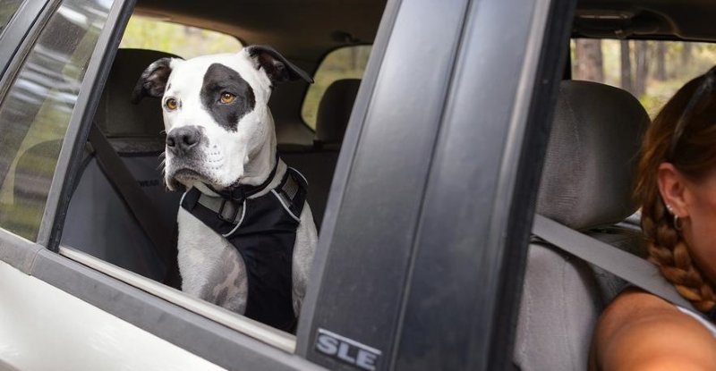 Vehicle Restraint Harness for Dog