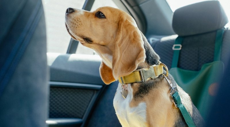 Safety of dogs in the car